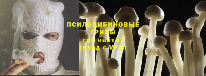 Псилоцибиновые грибы Cubensis  закладки  mega ссылки  Нерчинск 